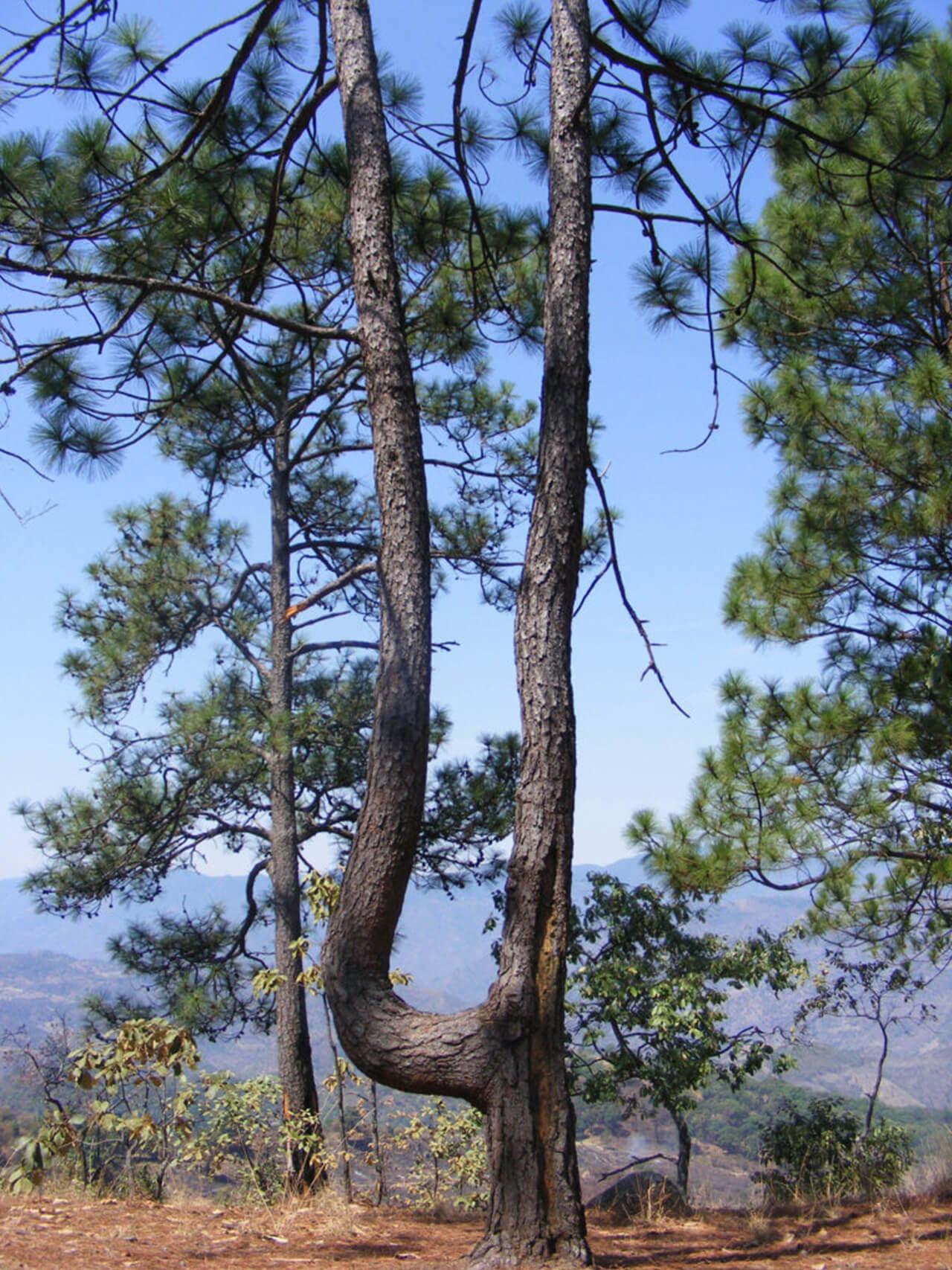 Vinata en Tzitzio, Municipio de Tzitzio - Imagen 2